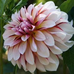 Decorative Dahlia 'Carribean Fantasy'